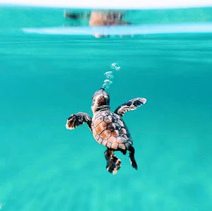 Meet your Posher, Macy